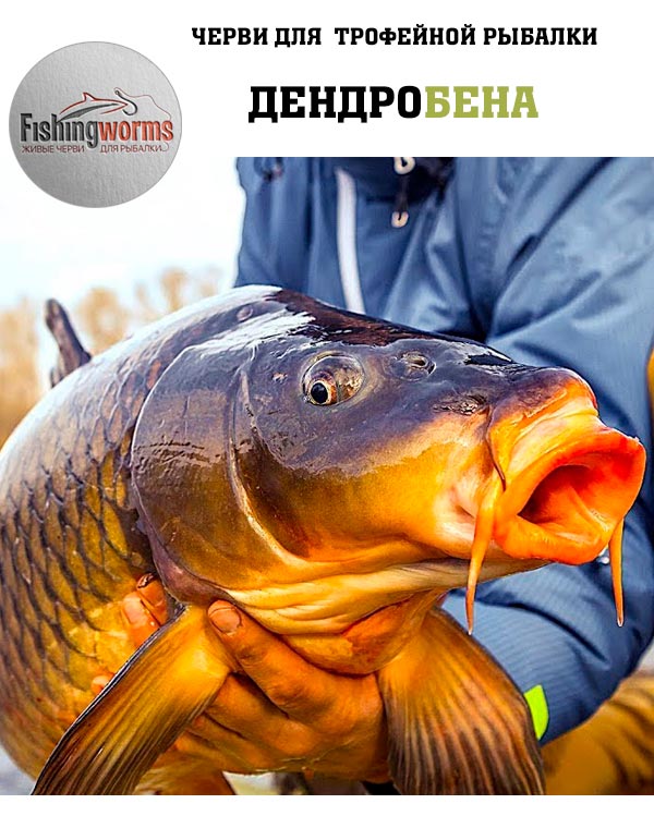Дендробена для рыбалки Дендробена