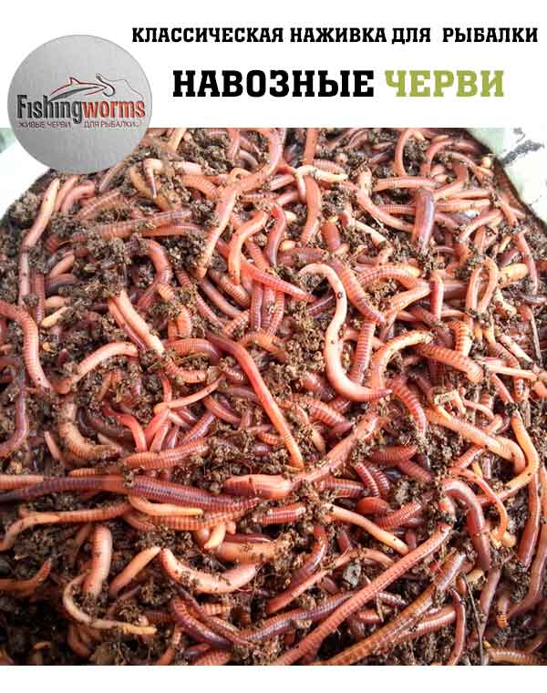Навозные черви для рыбалки Навозные черви